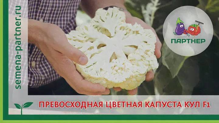 ПРЕВОСХОДНАЯ ЦВЕТНАЯ КАПУСТА КУЛ F1