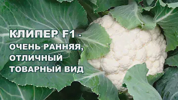 КЛИПЕР F1 - ОЧЕНЬ РАННЯЯ ЦВЕТНАЯ КАПУСТА С ОТЛИЧНЫМ ТОВАРНЫМ ВИДОМ